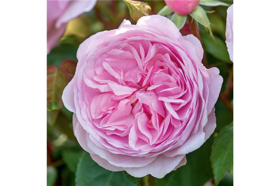 ENGLISH ROSE STD